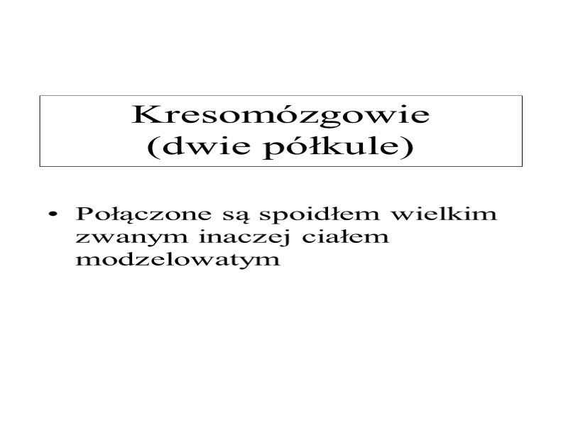 Kresomózgowie  (dwie półkule) Połączone są spoidłem wielkim zwanym inaczej ciałem modzelowatym